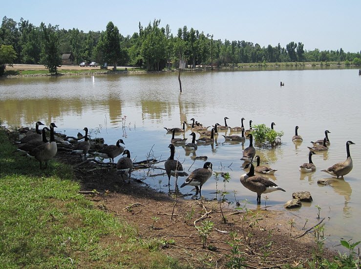 Lake Frierson State Park, Arkansas, USA